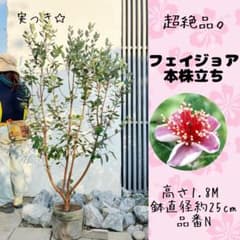 超絶品。フェイジョア本株立ち1.8M(鉢底から) ☆実つき☆品番N - メルカリ