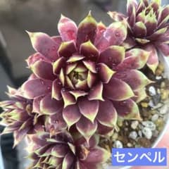 多肉植物☆ゴールドナゲット4頭☆センペル❣️抜き苗❣️のサムネイル