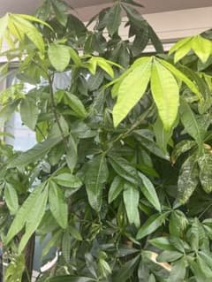 巨大パキラ　引き取り限定り　観葉植物のサムネイル