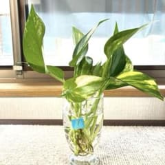 【あんしん匿名配送】ポトス　綺麗な斑入り　１０本発根済み　多肉植物おまけ付きのサムネイル