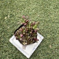 ranunculus様 リクエスト 2点 まとめ商品 HANA様 リクエスト 2点 まとめ商品 - メルカリ