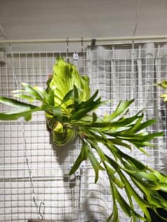 ビカクシダ コロナリウム【P.coronarium】　大株のサムネイル