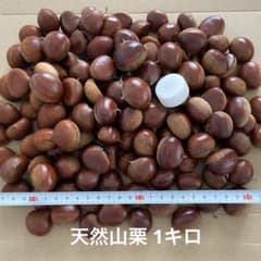 ②天然山栗1キロ 農薬不使用のサムネイル