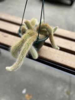 【希少】ヒルデウィンテラ コラデモノニス【大株】のサムネイル