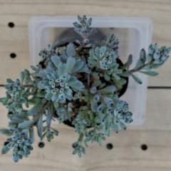 多肉植物 ブルービーンのサムネイル