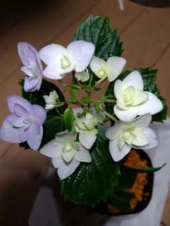 紫陽花の挿し木苗のサムネイル