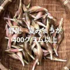 採れたて 野生 みょうが 即日発送 約400グラム以上 - メルカリ