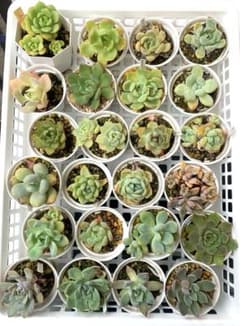 多肉植物❤︎24種❤︎抜き苗セット⑥ - メルカリ