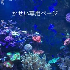 かせい様専用ページのサムネイル