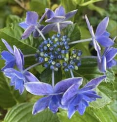 紫陽花苗 昨年の挿木苗 苗の撮影5／28 - メルカリ