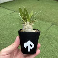 パキポディウム　ホロンベンセ実生25 塊根植物　コーデックスのサムネイル