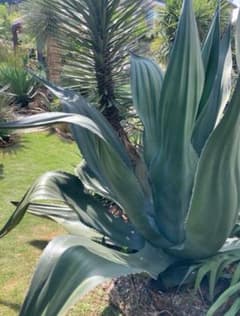 極耐寒性アガベ シグマトフィラ◇南国ドライガーデン多肉