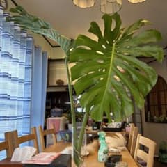 値段下げ］モンステラマクロコソムカット苗 葉長70cm 水耕管理中