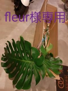 fleur様専用  モンステラのサムネイル