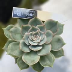 多肉植物 月輪 優木園さん苗 札付き - メルカリ