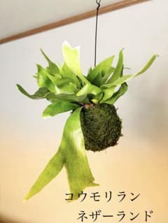 週末限定セール★コウモリラン　ネザーランドの苔玉ハンギング★まんまるかわいいのサムネイル