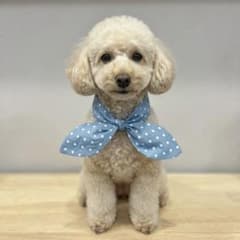 犬 ネッククーラー Sサイズ 水玉 保冷剤付き クールバンダナ 小型犬 中型犬のサムネイル