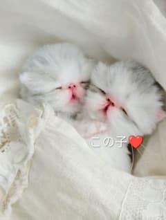 生まれたて子猫ちゃん♡生後２日♡エキゾベビー♡お布団*うさちゃん♡アートドール♡ 生後3日♡赤ちゃん子猫ちゃん♡エキゾベビー♡アートドール