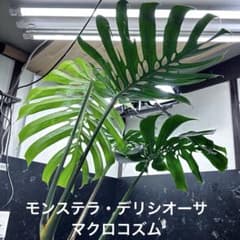 モンステラデリシオーサマクロコズム超希少系統鉢植え92㎝ - メルカリ