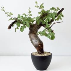 コレクション株　コミフォラ　ボラネンシスのサムネイル