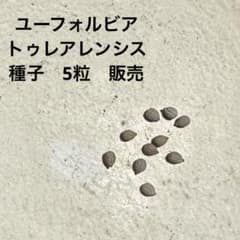ユーフォルビア トゥレアレンシス 種子 5粒 販売 自家採取のサムネイル