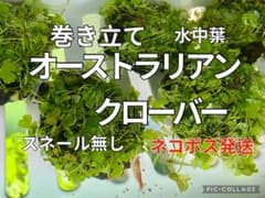 オーストラリアンクローバーのサムネイル