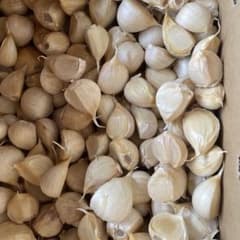 青森県産にんにく　大きめバラ　箱込約2キロのサムネイル