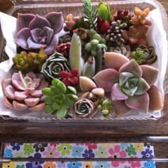 専用 多肉植物 カット苗のサムネイル