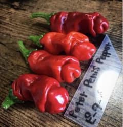 Peter Penis Pepperのサムネイル