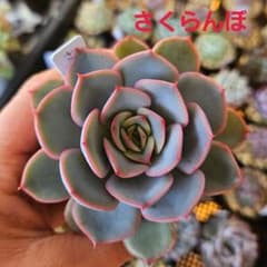 m57401098697_1.jpg?1711146327