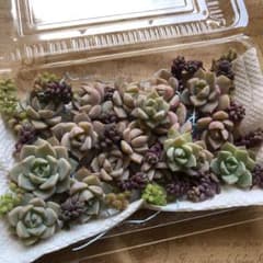 多肉植物  白牡丹セット♡Aのサムネイル