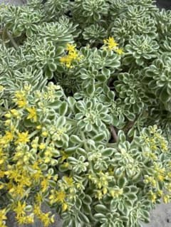 【超特大】浜万年草錦　斑入り　多肉植物セダム 超特大】浜万年草錦 斑入り 多肉植物セダム - メルカリ