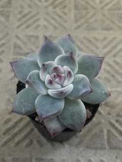 多肉植物 ももりん②のサムネイル