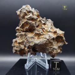 スピノサウルスの頸椎の化石 モロッコ 恐竜/ アロサウルス