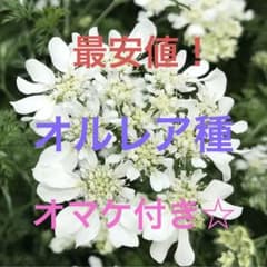 オルレア種のサムネイル