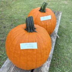【Rakkoon様専用その6】ハロウィンかぼちゃ　本物のサムネイル