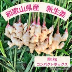 ★本日限り★和歌山県産　新生姜　コンパクトボックスのサムネイル