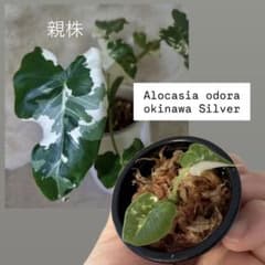 斑入りクワズイモ アロカシアオドラ バリエガータ オキナワシルバー