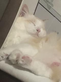 ニヴィ様専用のサムネイル