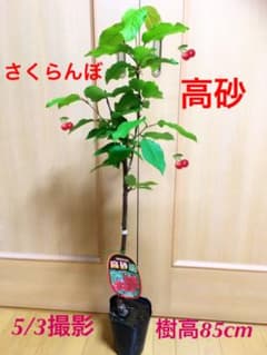 さくらんぼ苗木　高砂　花芽付き　樹高85cmのサムネイル