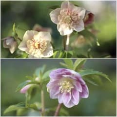 新春セール」クリスマスローズ 小苗 SDノスタルジア×DDオキシ系いろは