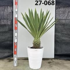 ユッカ グロリオサ バリエガータ【27-068】 | Mercari