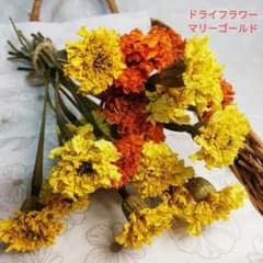 ドライフラワー】マリーゴールド 温風＆自然乾燥 19〜さ23cmサイズ 20