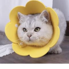 サイズS 猫用 エリザベスカラーのサムネイル