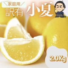 初夏の味覚！高知特産 土佐小夏 約2kg サイズお任せ／果汁たっぷりで爽やかのサムネイル