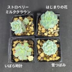 ミックスベリア おらいさん苗 4コセット eのサムネイル