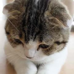 みっふぃ様専用のサムネイル