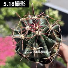 春楼 フェロカクタス(検索) サボテン 鯱頭 神仙玉 巨鷲玉 日の出丸