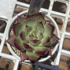 ロメオルビン　チワワエンシスyecoraのサムネイル