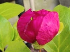 山野草 濃色紅花ヤマシャクヤク(緋の鳥)、実生苗、1株。ワインレッドの